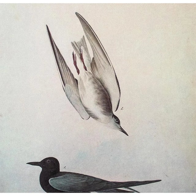 American 1966 Vintage Farmhouse Cottage Print "Black Tern" After John James Audubon For Sale - Image 3 of 7