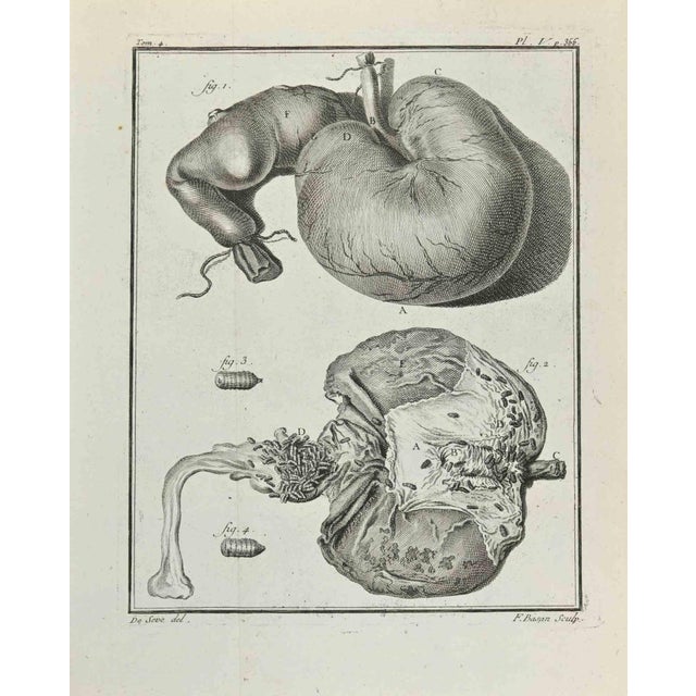 Animal's Anatomy is an etching realized by Juste Chevillet in 1771. The artwork Belongs to the suite "Natural, general and...
