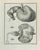 Animal's Anatomy is an etching realized by Juste Chevillet in 1771. The artwork Belongs to the suite "Natural, general and...