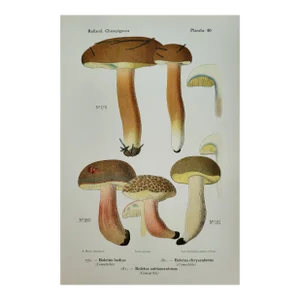 1910 Antique German Mushroom Fungi Color Lithograph