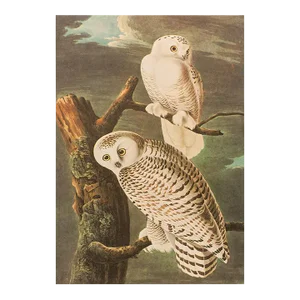 1966 Snowy Owl, Cottage Print After Audubon