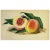 Peach European Fruit Peach Botanical Wall Art Chromo, circa 19th Century For Sale - Image 8 of 8