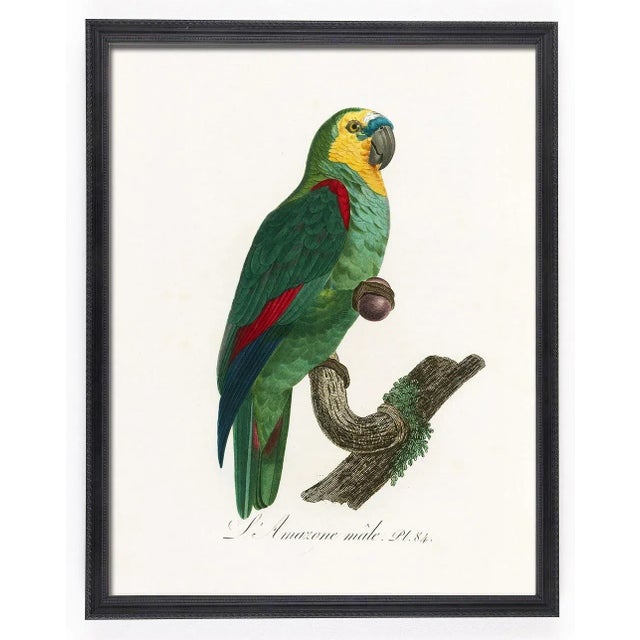 Illustration Reproduction Antique 1805 French Parrot Prints - Set of 12 For Sale - Image 3 of 13