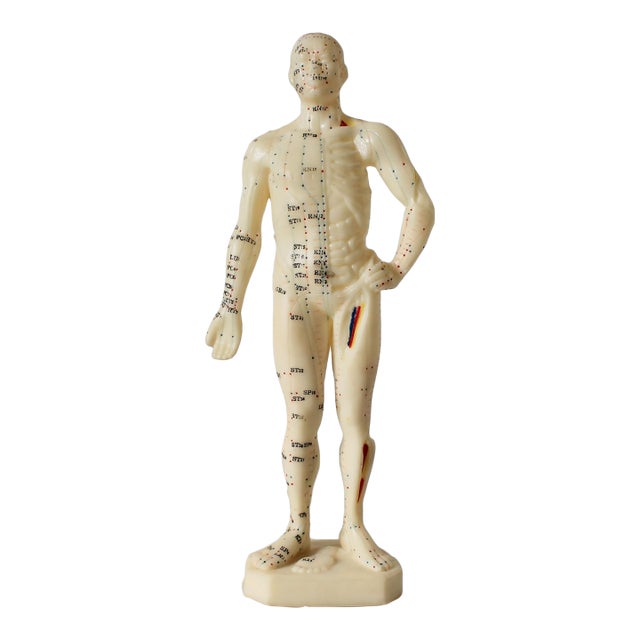 Vintage Acupuncture Mannequin For Sale