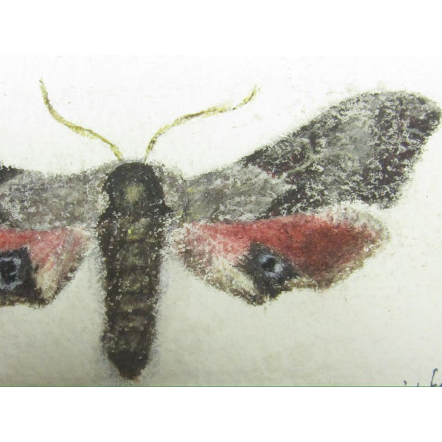English Pair of Antique English Framed Moth Paintings For Sale - Image 3 of 18
