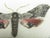 English Pair of Antique English Framed Moth Paintings For Sale - Image 3 of 18