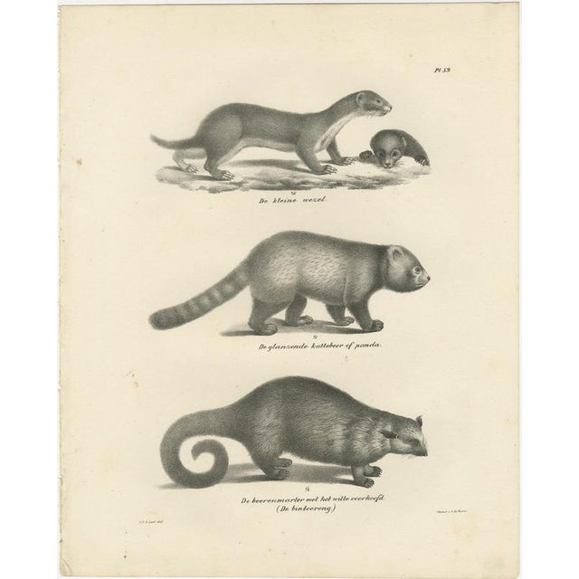 After Schinz, Exotic Mammals, 1830, Prints, Set of 2 For Sale - Image 5 of 9