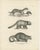 After Schinz, Exotic Mammals, 1830, Prints, Set of 2 For Sale - Image 5 of 9