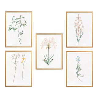 Celerie Kemble Curated Australian Botanical Set of 5 (36x48) in Gold Frame For Sale