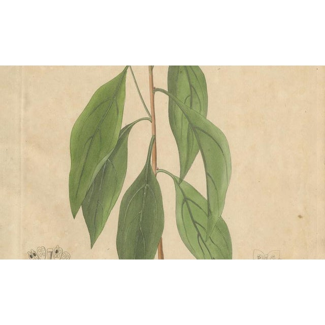 Antique Camphor Botanical Print Laurus Camphora, 1831 For Sale - Image 4 of 10
