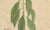 Antique Camphor Botanical Print Laurus Camphora, 1831 For Sale - Image 4 of 10
