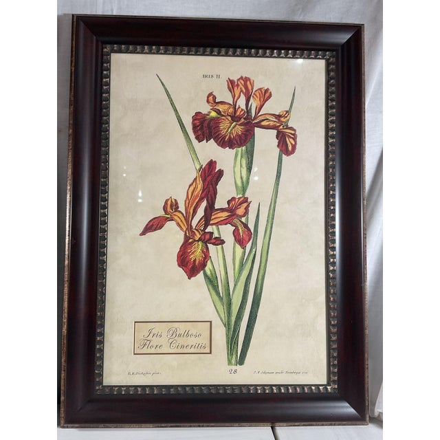 A handsome pair of large-scale botanical prints, each featuring a different flowering plant rendered in rich reds,...