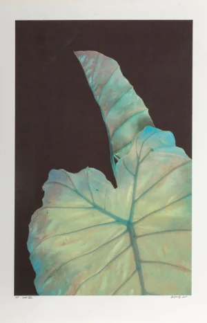 Michael Knigin, "Leaf Iii", Photograph