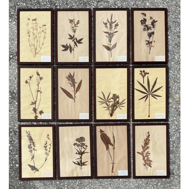 Vintage Boho Herbarium Botanical Specimens - Set of 12 For Sale In West Palm - Image 6 of 12