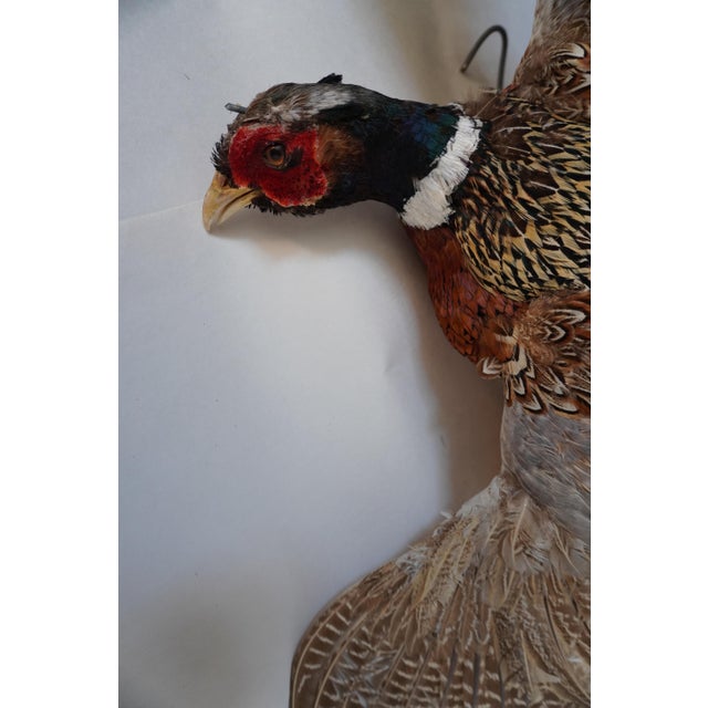 Cabin Taxidermy Flying Pheasant For Sale - Image 3 of 15