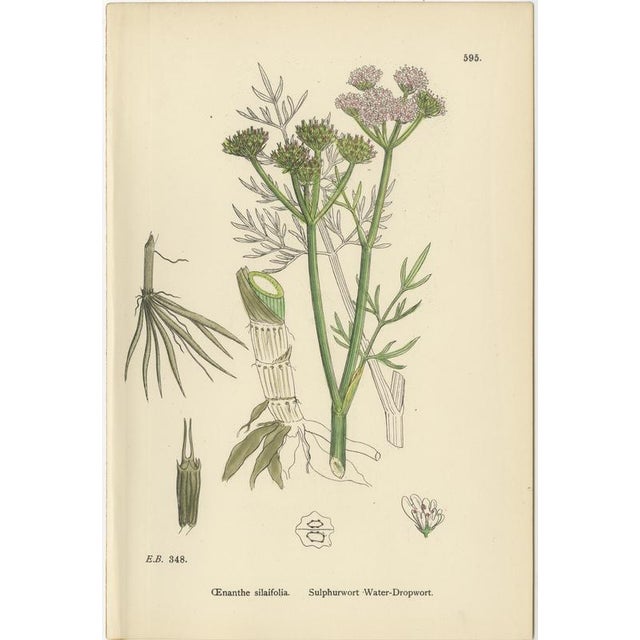Title: Antique English Botanical Prints – Water-Dropwort Studies for Elegant Interiors c.1902 : This striking group of...