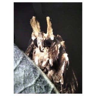 A.H., Nature Image, 1990, Photographic Print For Sale