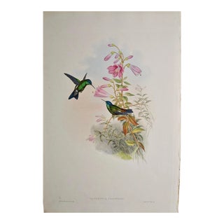 Hummingbirds: 19th C. Gould Hand-Colored "Cyanifrons", Blue-Capped Saucerottia, 1850 For Sale