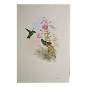 Hummingbirds: 19th C. Gould Hand-Colored "Cyanifrons", Blue-Capped Saucerottia, 1850