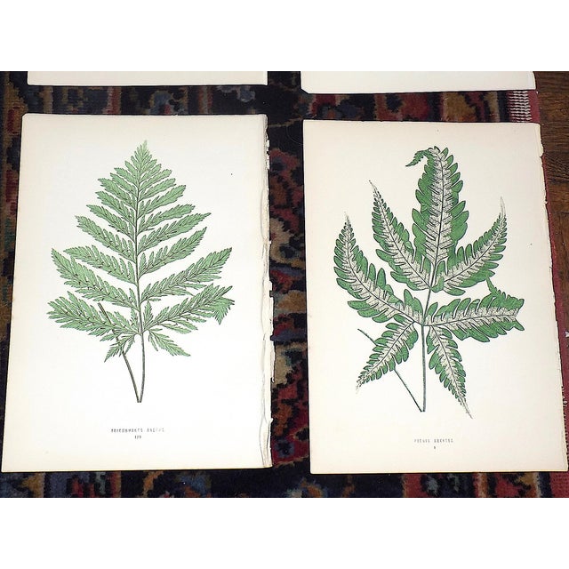 Printmaking Materials Antique 19th Century Botanical Fern Wood Engravings - Set of 12 For Sale - Image 7 of 9