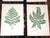 Printmaking Materials Antique 19th Century Botanical Fern Wood Engravings - Set of 12 For Sale - Image 7 of 9