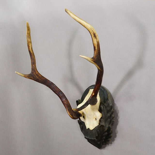 Rustic European Black Forest Red Deer Trophy Abnorm on Carved Plaque Germany 1930s For Sale - Image 3 of 7