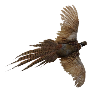 Taxidermy Pheasant in Mid Flight