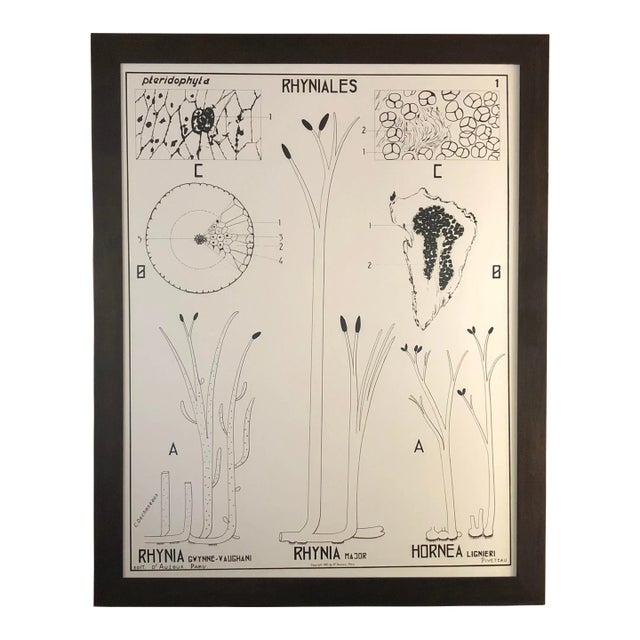 Large French Botanical Chart and Frame by Dr. Auzoux, Paris 1950's For Sale