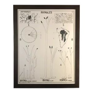 Large French Botanical Chart and Frame by Dr. Auzoux, Paris 1950's