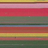 "AV_Tulip_Fields_036" Contemporary Aerial View Limited Edition Photograph by Bernhard Lang For Sale