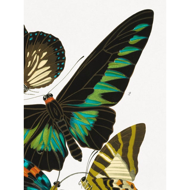 Art Deco Vintage Butterfly Illustration, Art Deco Insect Print Reproduction, 1925, 18" × 24" For Sale - Image 3 of 6