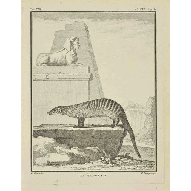 La Mangouste is an etching realized by Pierre Charles Baquoy in 1771. It belongs to the suite "Histoire naturelle,...