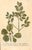 Set of Eight Framed Botanicals by J. Wilhelm Weinmann For Sale - Image 14 of 17