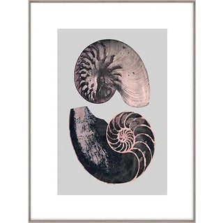Victorian Shells 4 Art Print - Framed For Sale