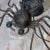 Italian Yellow Glass Lucky Charm Spider Sconce from Illuminazione Rossini, 1960s For Sale - Image 4 of 14