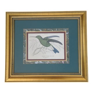 Vintage Hummingbird Bird Lithograph Bookplate Framed For Sale
