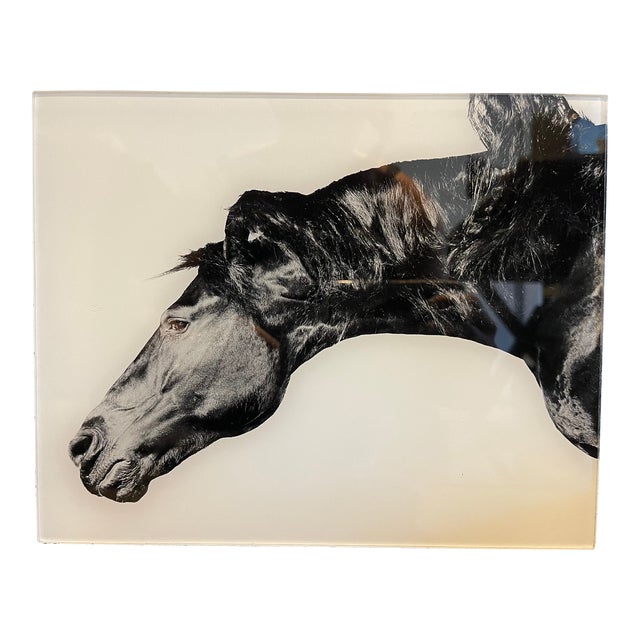 Black & White Photograph of Horse on Plexiglass For Sale