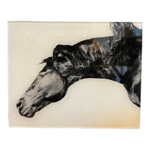 Black & White Photograph of Horse on Plexiglass