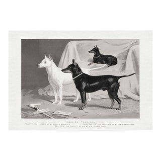 Cassell Dogs; English Terriers, Unframed Artwork For Sale