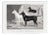 Cassell Dogs; English Terriers, Unframed Artwork For Sale