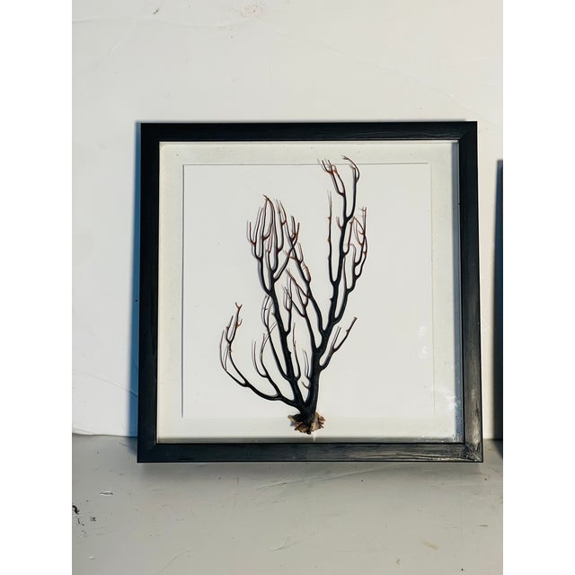 Black Two Natures Beauty Sez Brunches Framed For Sale - Image 8 of 9