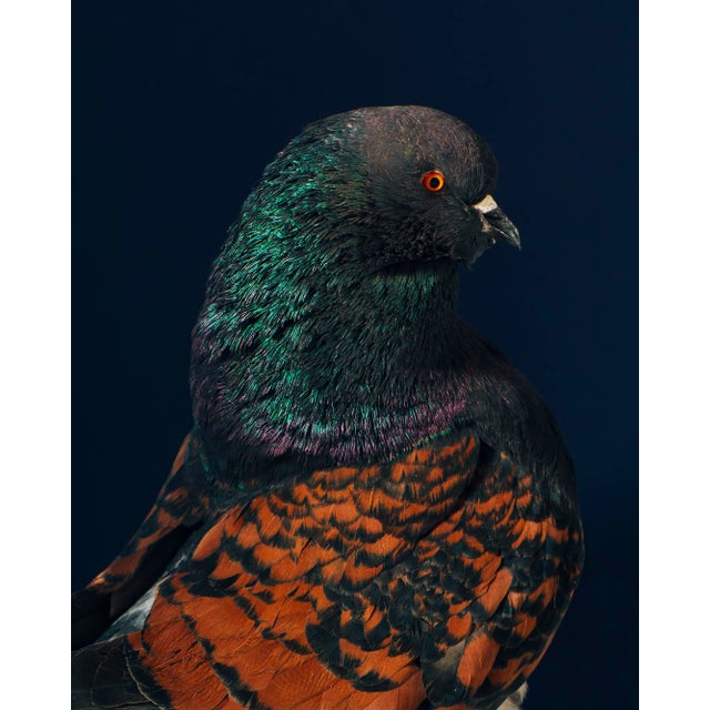 Contemporary Limited Edition Black Modena Bronze Shield Pigeon Print by Brendan Burden (40x50") For Sale