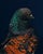 Contemporary Limited Edition Black Modena Bronze Shield Pigeon Print by Brendan Burden (40x50") For Sale
