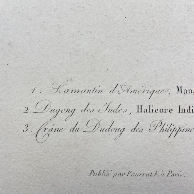 French Antique 18th Century "Lamantin D'Amerique" Animal Engraving Hand Colored Artwork For Sale In Portland, ME - Image 6 of 8