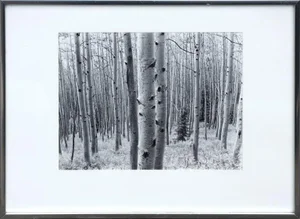 John H. Johnson Thick Aspen Grove 1978