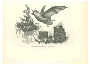 Paul Gervais, The Bat, Lithograph, 1854