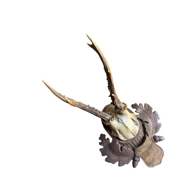 Roe deer trophy mounted on a wood plaque with acorns and oak leaves.