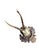 Roe deer trophy mounted on a wood plaque with acorns and oak leaves.