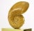 Wood Carved Wood Ammonite Shell Sculpture on Brass Pedestal For Sale - Image 7 of 9