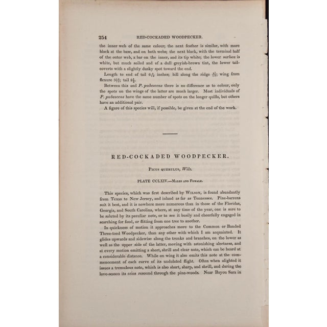 Audubon Red-Cockaded Woodpecker: A First Octavo Edition Audubon Hand-Colored Lithograph, 1840 For Sale In San Francisco - Image 6 of 6